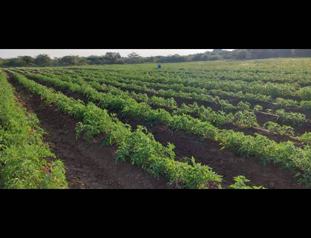 FARM FOR SALE IN MANGONDI